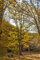 Naklejka premium Autumn Landscape with yellow near Devil town in Radan Mountain, Serbia