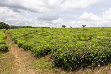 Fototapeta na wymiar Ssezibwa, Uganda. 23 April 2017. Tea plantation.