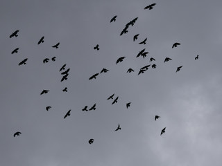 The black birds in flight in sky