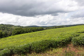 Ssezibwa, Uganda. 23 April 2017. Tea plantation.