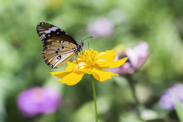 Plain Tiger butterfly sucking nectar from Yellows cosmos flowers