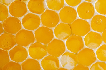 beecombs with honey in the detail - a macro photo
