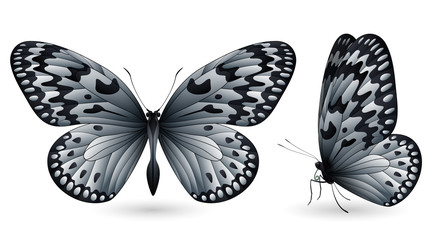 Set of colorful butterflies. Front and side view
