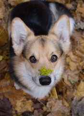 Dog breed Welsh Corgi Pembroke on a walk in a beautiful autumn forest.