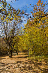 Autumn Landscape with yellow near Devil town in Radan Mountain, Serbia