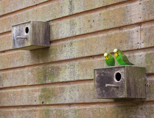 Parakeet Family