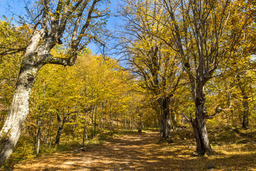 Autumn Landscape with yellow near Devil town in Radan Mountain, Serbia