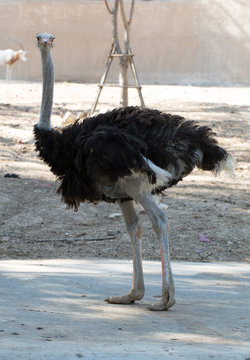 Curious ostrich