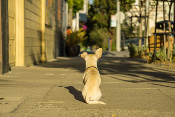 Street Dog