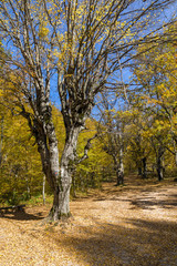Autumn Landscape with yellow near Devil town in Radan Mountain, Serbia