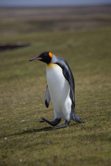 Fototapeta na wymiar Königspinguine auf den Falklandinseln