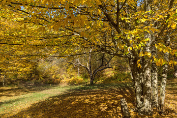 Autumn Landscape with yellow near Devil town in Radan Mountain, Serbia