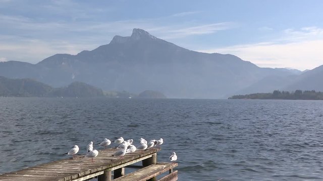 Möwen am Mondsee