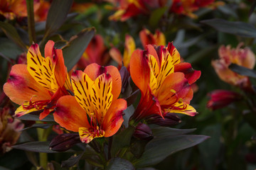 Fototapeta na wymiar Orange, yellow and brown Inca Lily flowers in Cape Town, South Africa