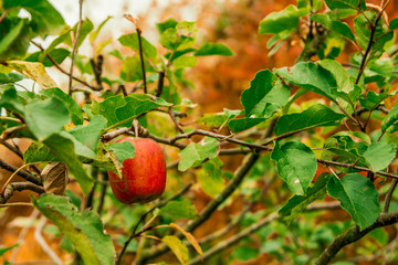 red apple hanging on tree branches in autumn
