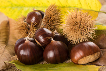 Fresh sweet chestnuts