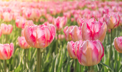 Floral background. The plantation of tulips.