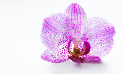 Flower of a pink orchid on a white background