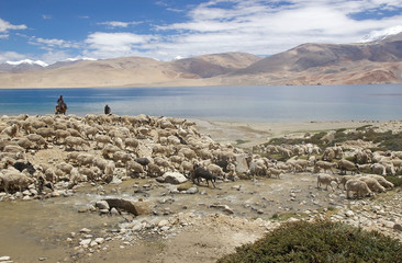 Pashmina goats in Ladakh, India