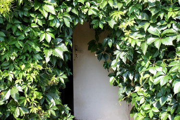 wooden door and leaves of grapes