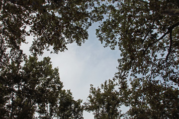  trees and sky