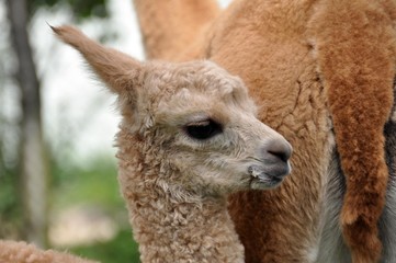 Obraz premium Alpaca-Junges