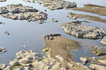 Crocodile  in Kruger Park