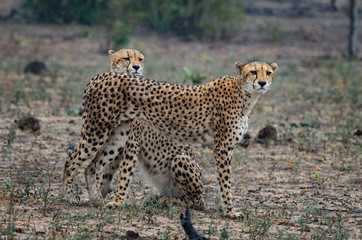 Pair of cheetahs in light rain