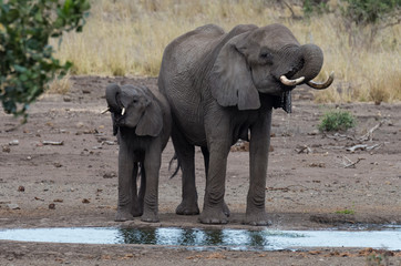 African elephant cow and calf drinking together