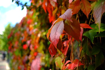 Automne à Paris, France