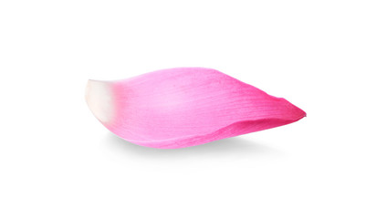 Closeup on lotus petal on white background