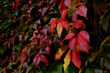 Automne à Paris, France