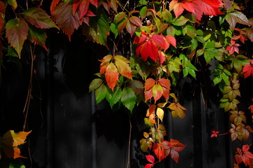 Automne à Paris, France