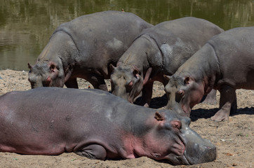 Dying hippo, due to drought, with three attendants