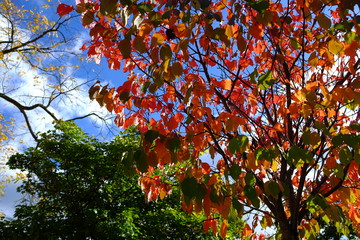 Automne à Paris, France