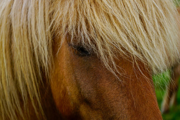 Icelandic Horse - 178685005