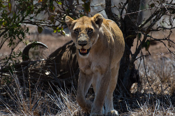 Lioness off to fetch the pride after killing a buffalo