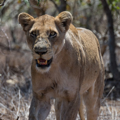 Front portrait of face and upper torso of lioness