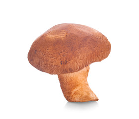 Shiitake mushrooms on white background