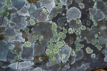 A beautiful natural lichen pattern on a rock. Gray patches. Natural closeup background.
