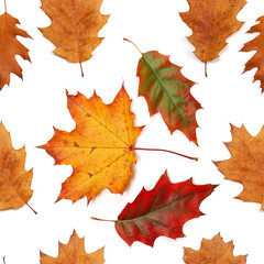 seamless pattern autumn oak maple  leaves