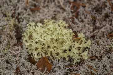 A beautiful light green lichen blanket on a forest floor. Autumn scenery in Norway woods. Soft, fluffy ground.