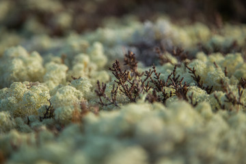 A beautiful light green lichen blanket on a forest floor. Autumn scenery in Norway woods. Soft, fluffy ground.