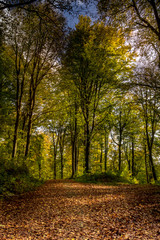 Autumnal trail surrounded by trees