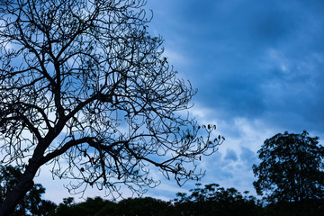 landscape of park or garden in the sunset time with silhouette scene of branches tree and dramatic cloudy on the night sky and electric lighting post on the ground