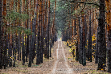 road in a pine forest. background