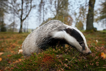 Close up, ultrawide photo of European badger, Meles meles. Black and white striped forest animal  looking for prey in colorful autumn birch forest before the winter sleep period. Czech forest.