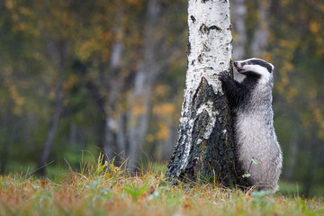 European badger, Meles meles, low angle photo of big male in rainy day, on the back legs, leaning...