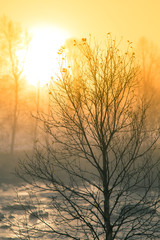 Naklejka premium A beautiful, colorful misty morning scenery at the river. Norwegian weather in autumn. Tranquil morning landscape.