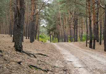 forest road on the roadside trees and sticking out roots